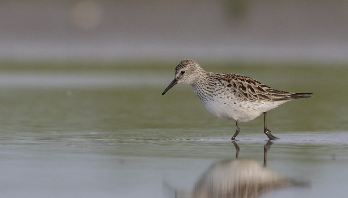 White-rumped Sandpiper - Caleb Putnam