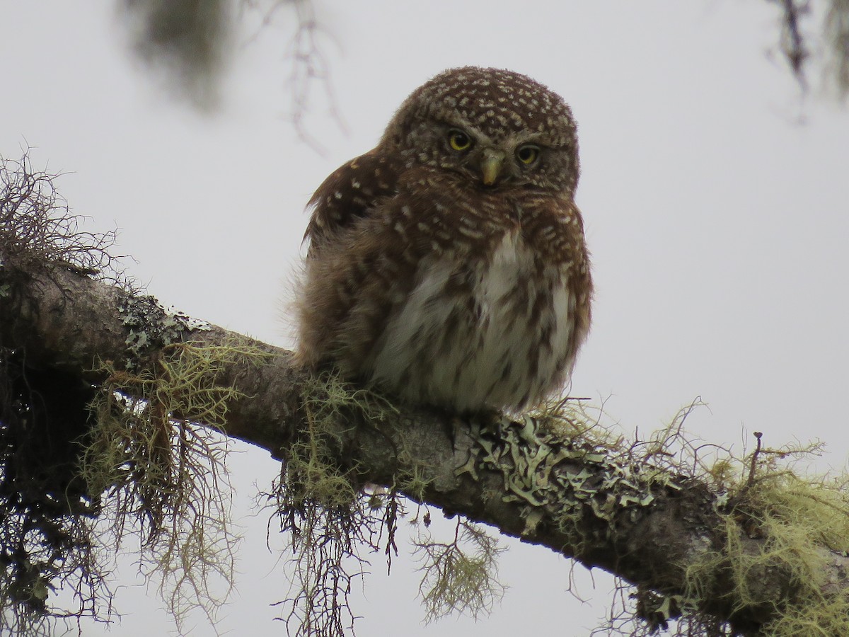 Yungas Pygmy-Owl - ML116857291