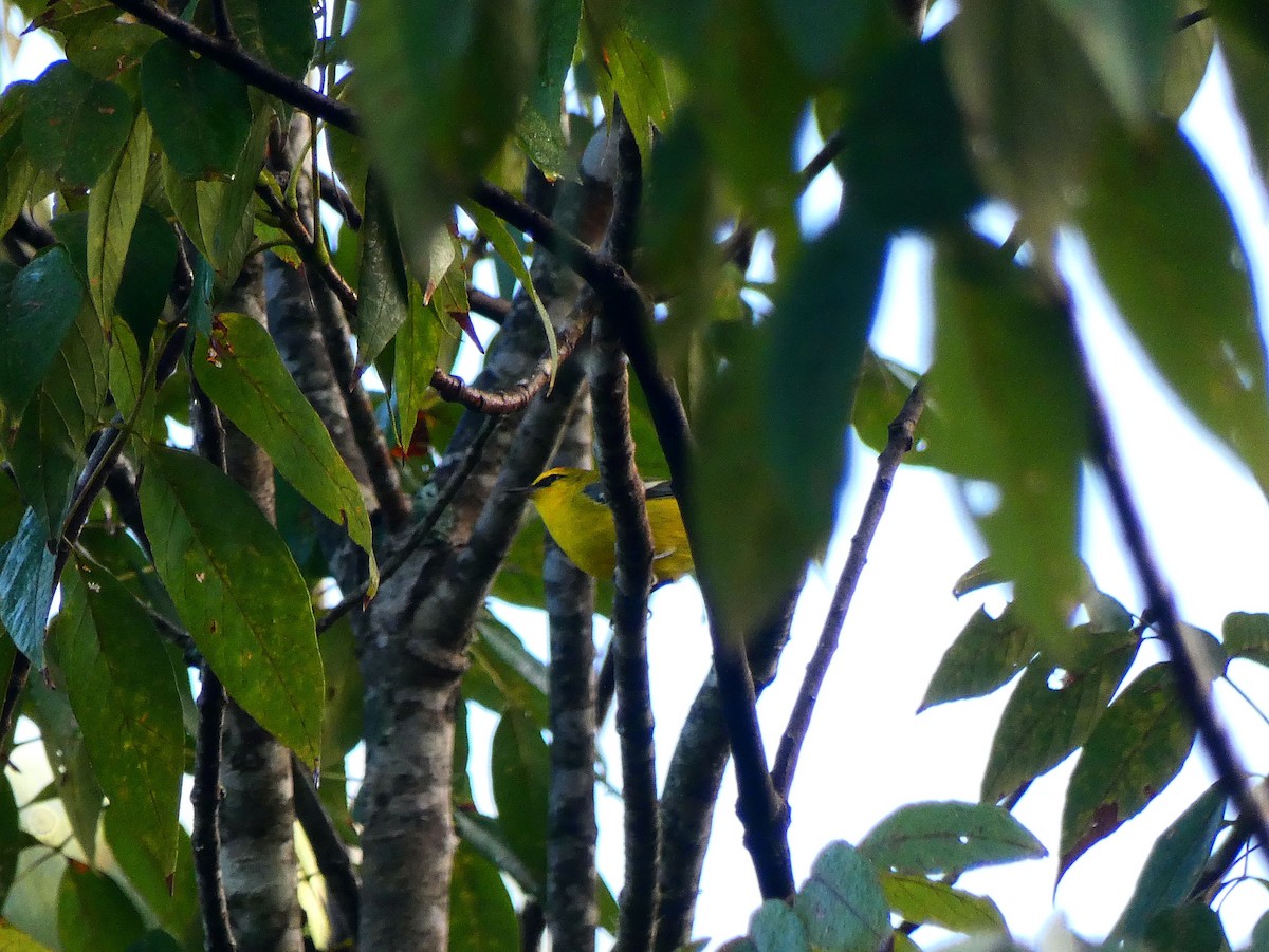 Blue-winged Warbler - ML116859131