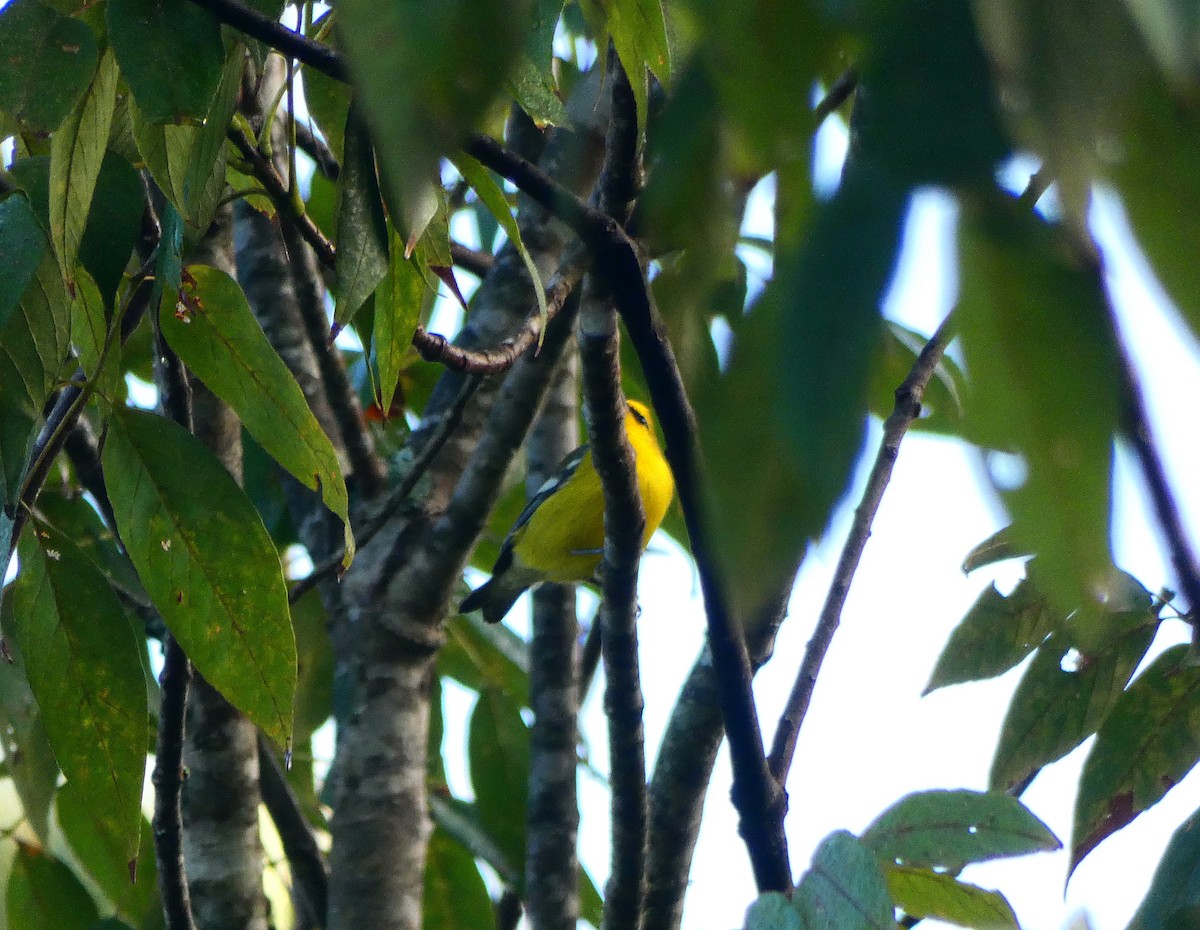 Blue-winged Warbler - ML116859141