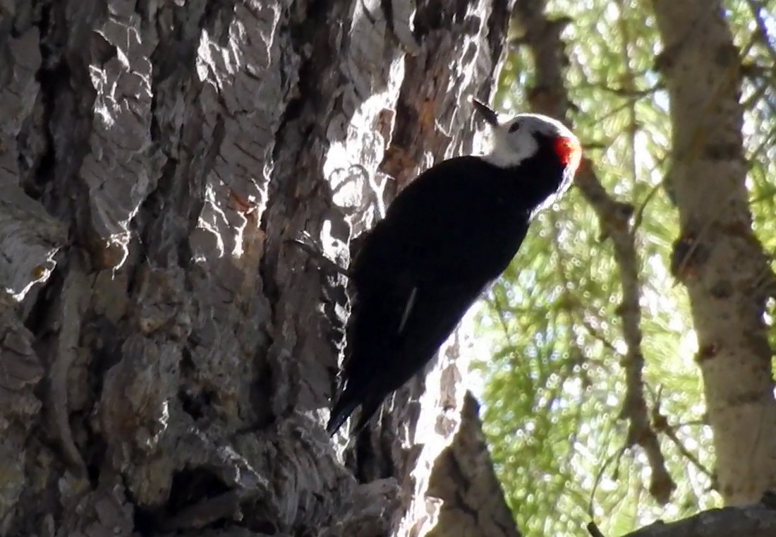 White-headed Woodpecker - ML116859191