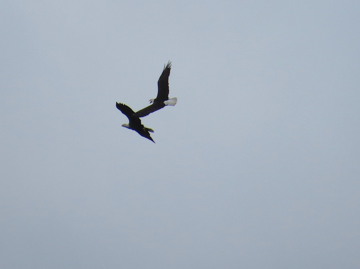 Bald Eagle - ML116859381