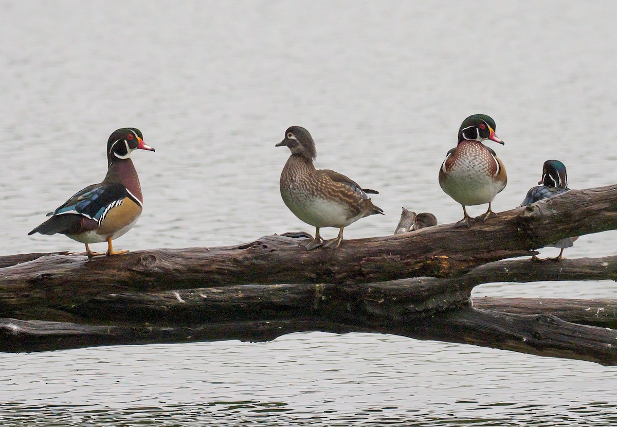 Wood Duck - ML116860041