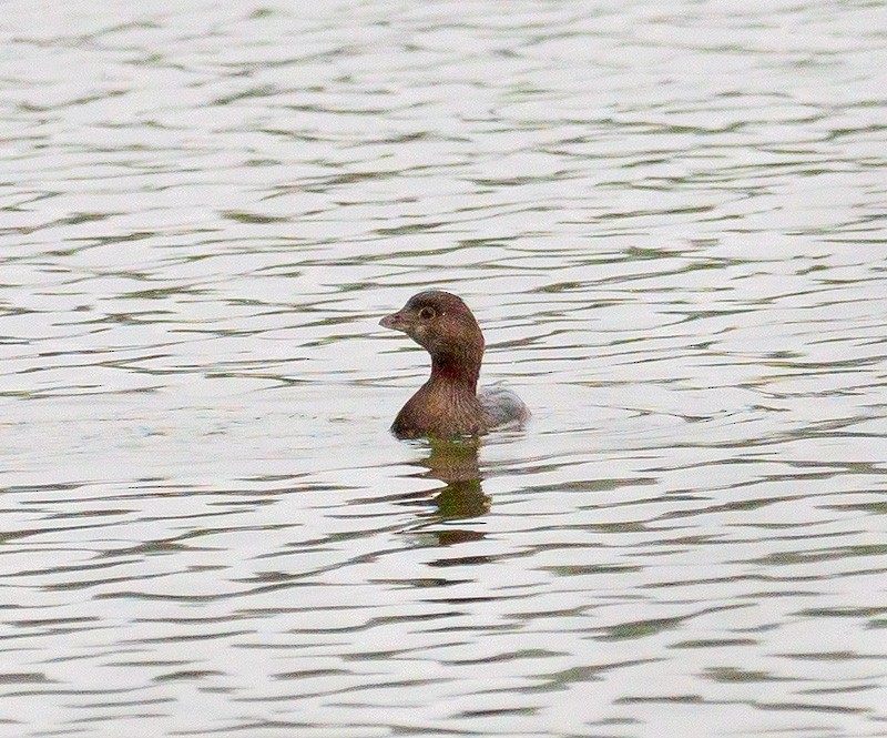 Pied-billed Grebe - ML116860131