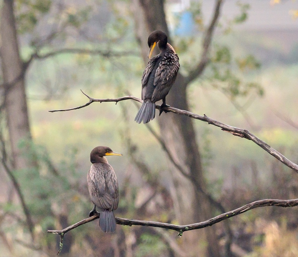 Double-crested Cormorant - ML116860261