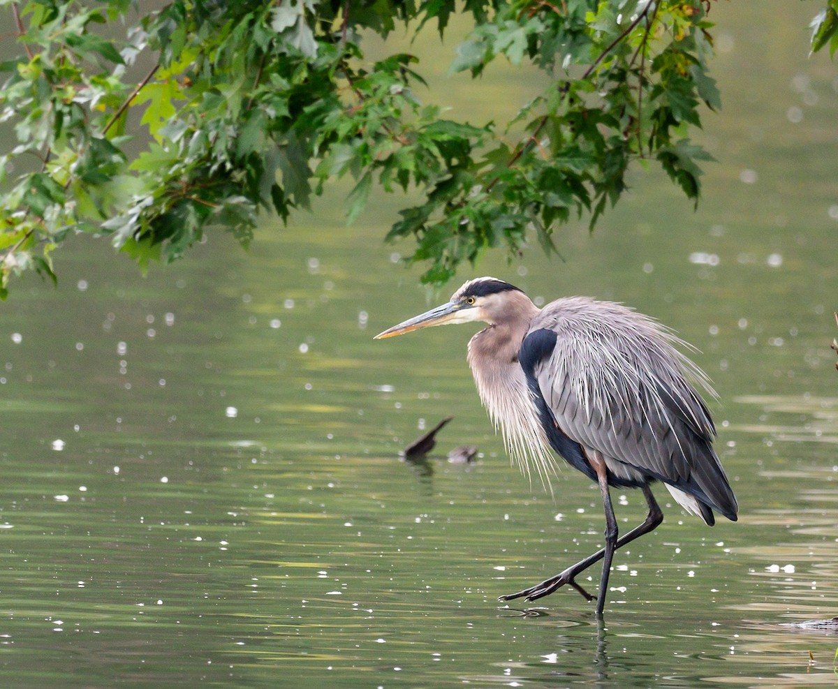 Great Blue Heron - ML116860311