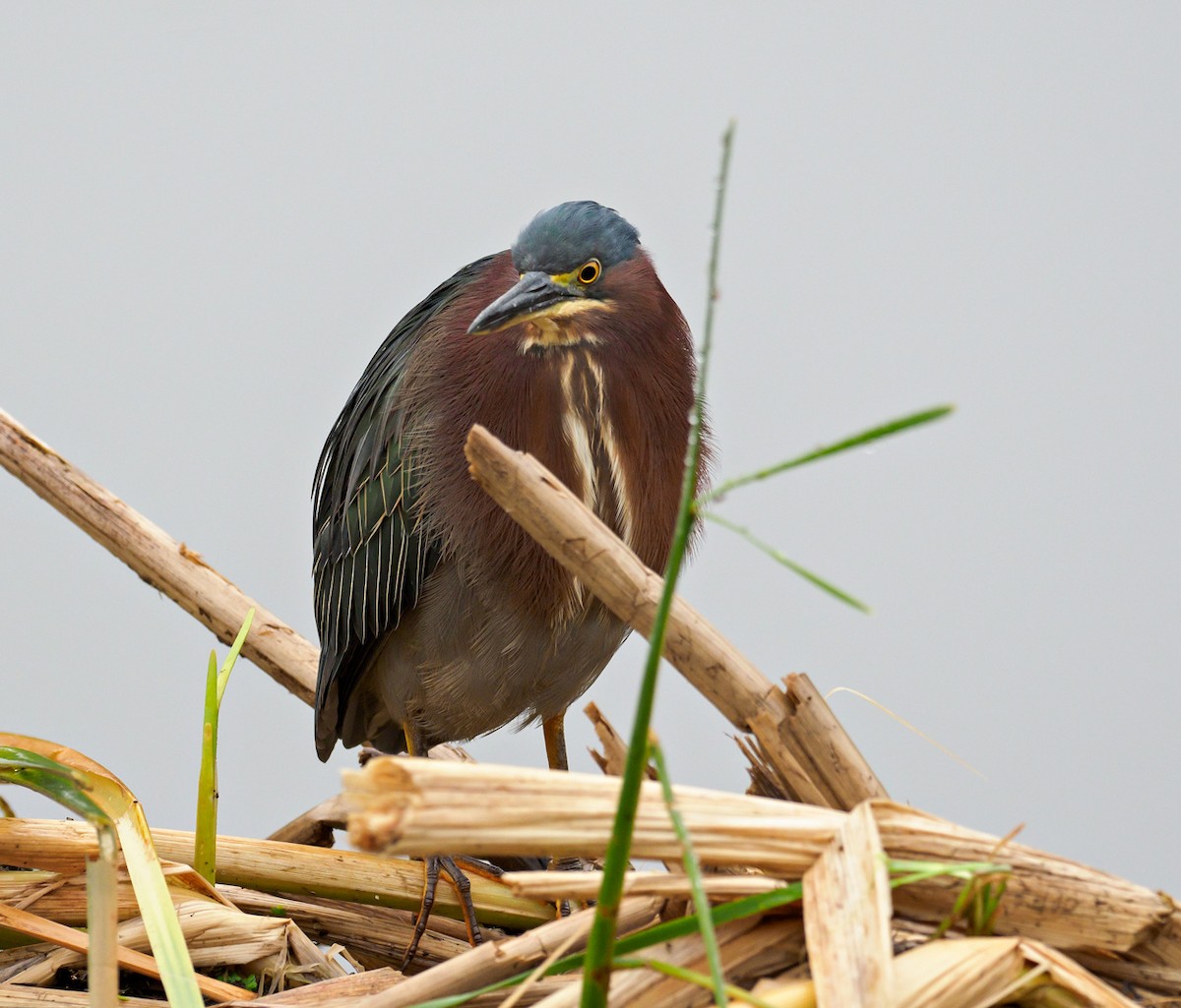 Green Heron - ML116860371
