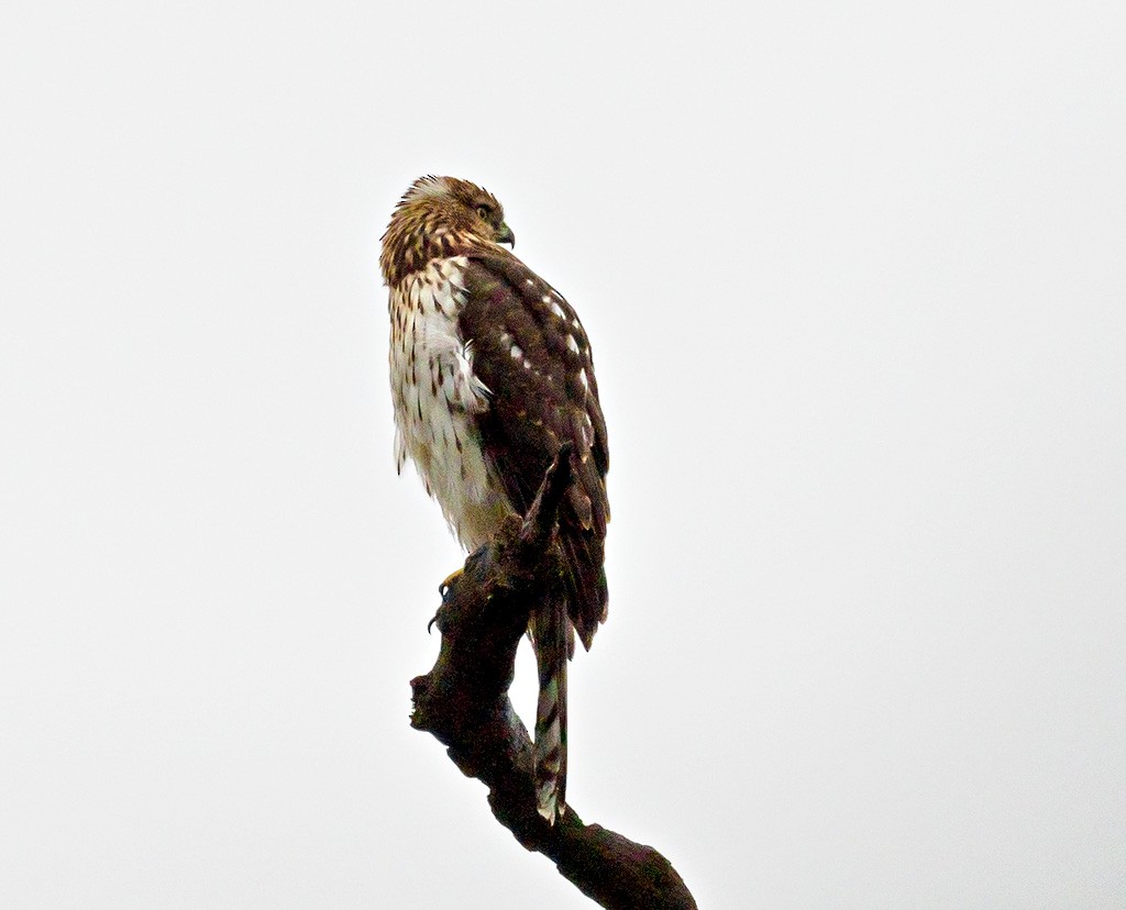 Cooper's Hawk - ML116860471