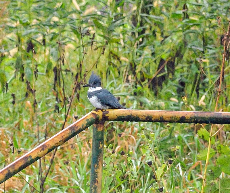 Belted Kingfisher - ML116860521