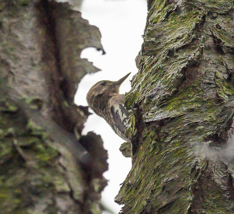 Yellow-bellied Sapsucker - ML116860551