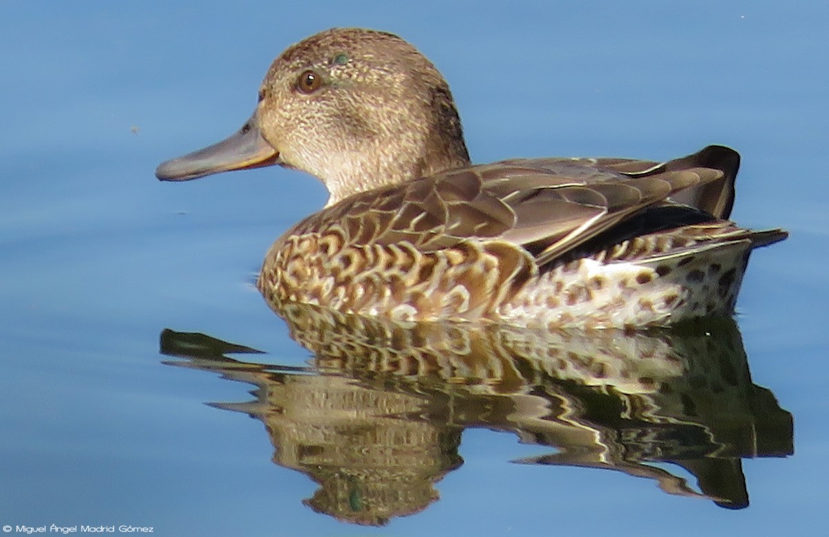Green-winged Teal - ML116860671