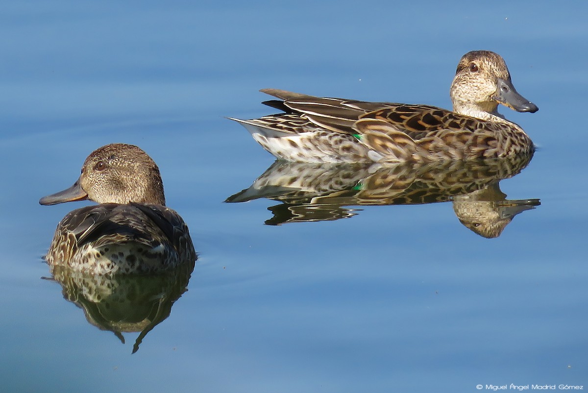 Green-winged Teal - ML116860681