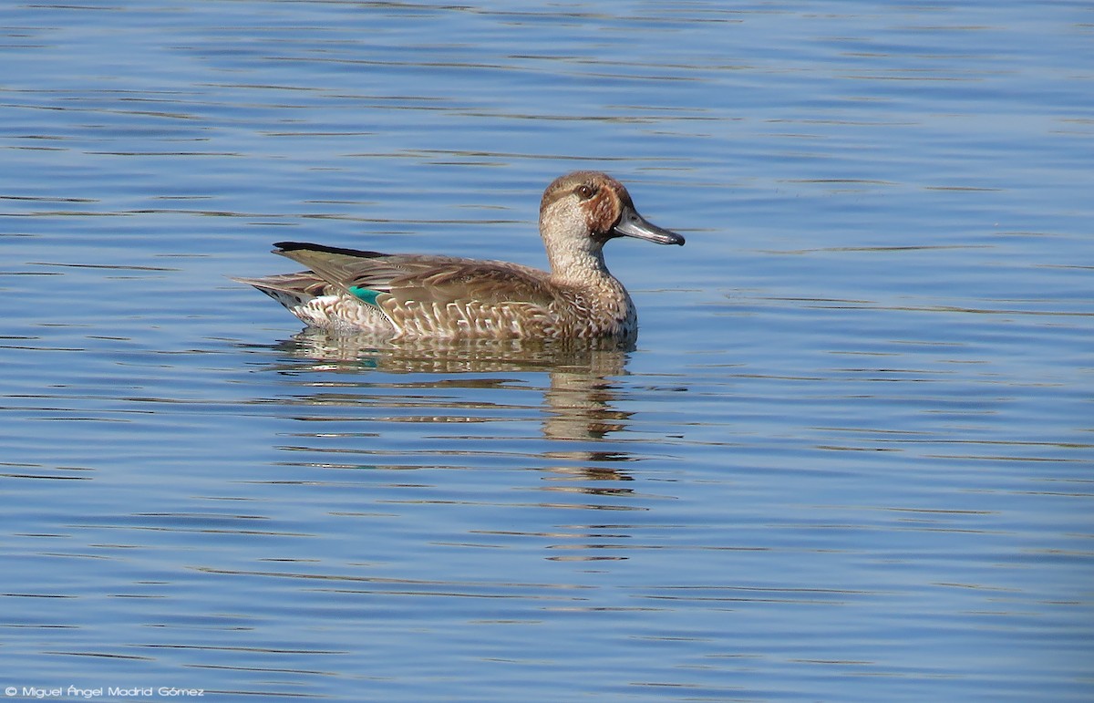 Green-winged Teal - ML116860691