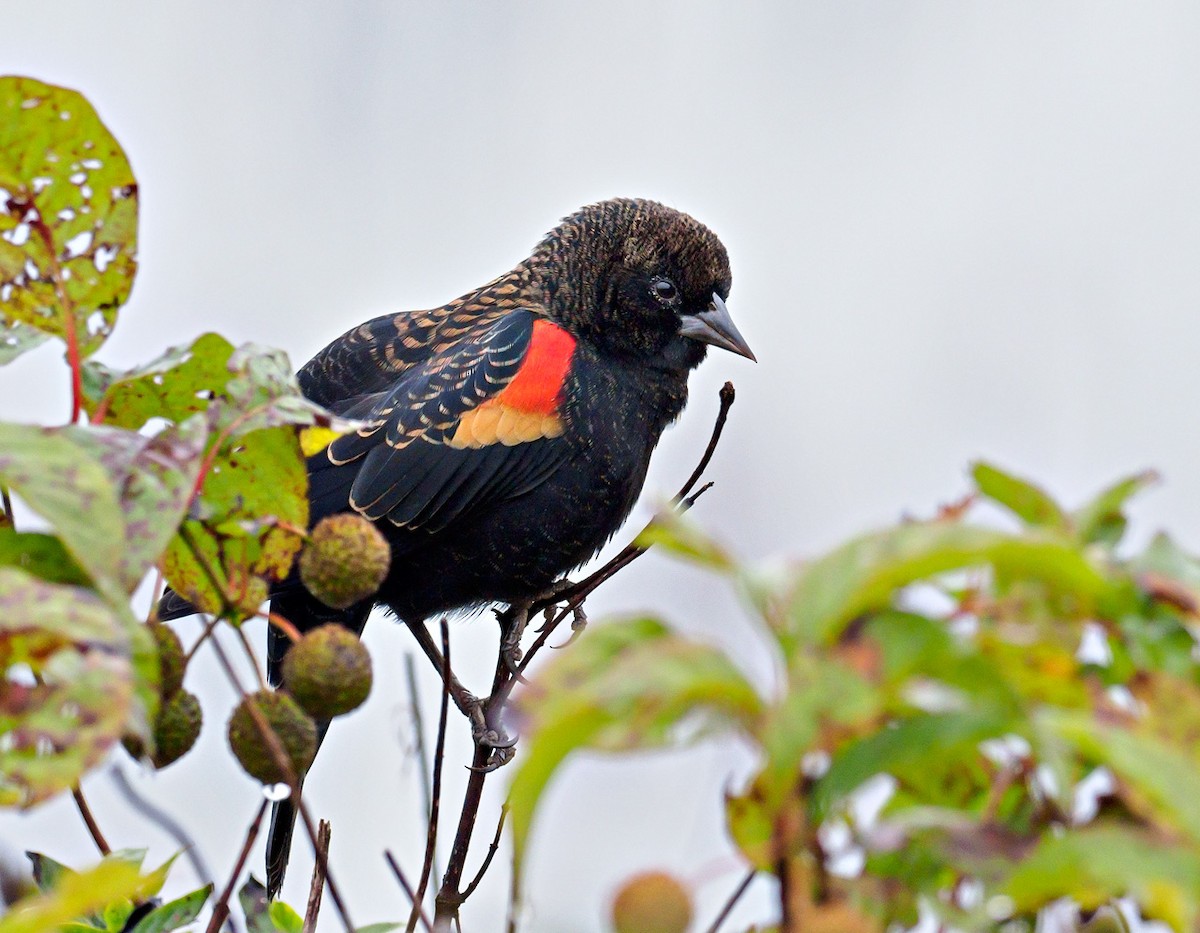 Red-winged Blackbird - ML116860891