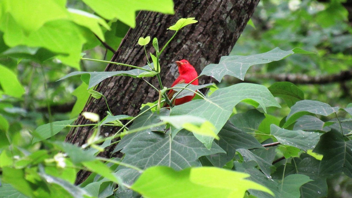 Summer Tanager - Joe and Liz Dunkleman