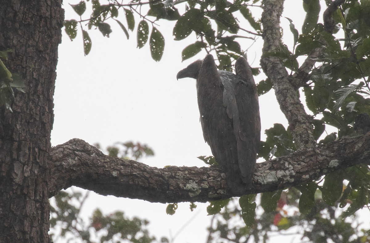 Buitre/Alimoche/Quebrantahuesos sp. - ML116861561