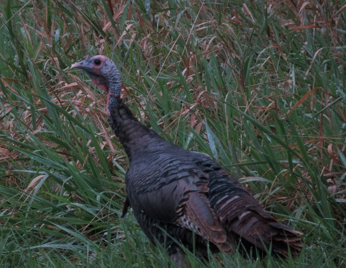 Wild Turkey - ML116861961