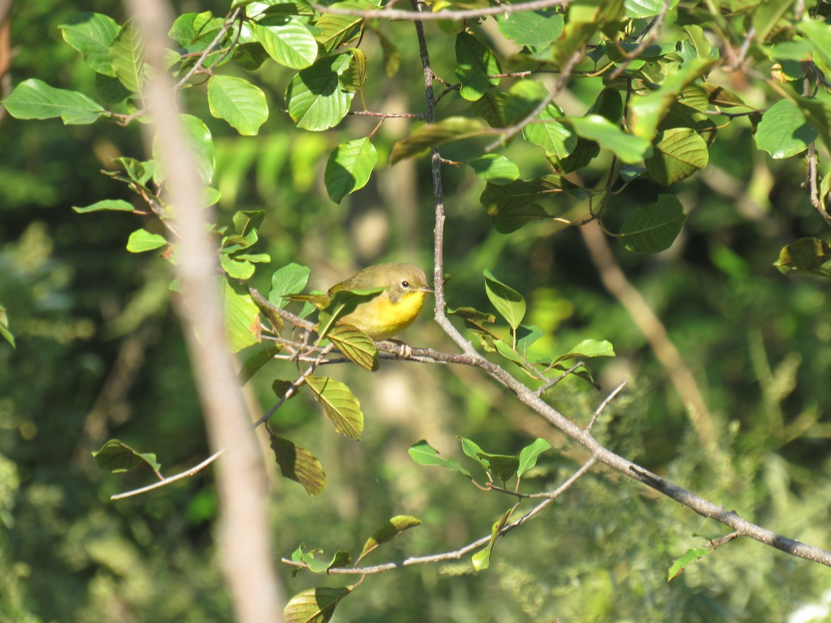 Common Yellowthroat - ML116864351