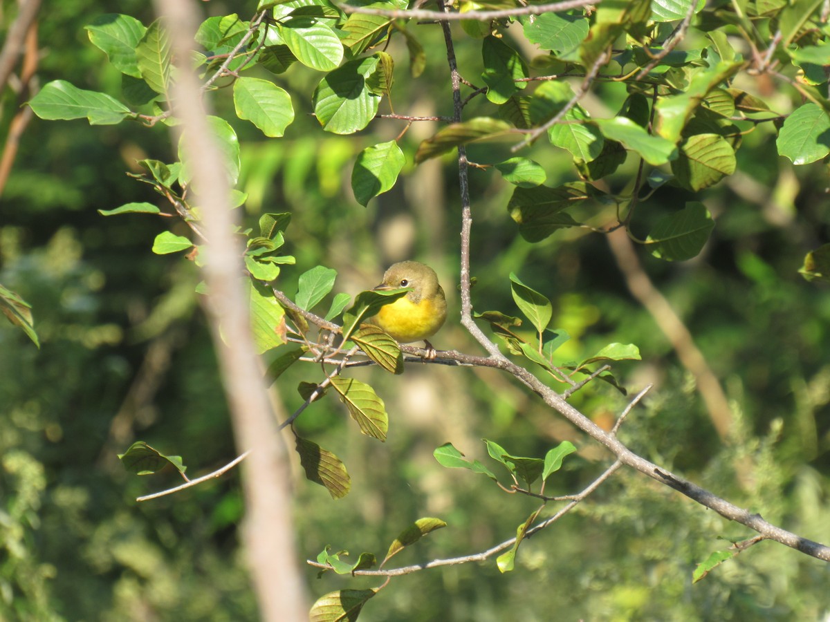 Common Yellowthroat - ML116864371