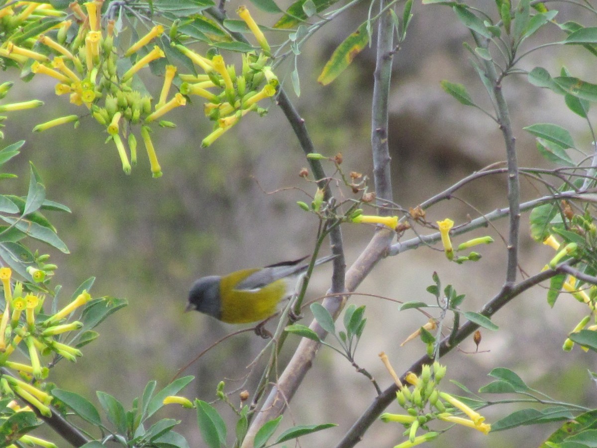 Gray-hooded Sierra Finch - ML116866961