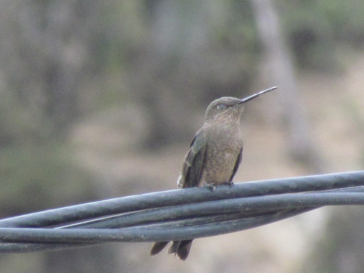 Giant Hummingbird - ML116867161