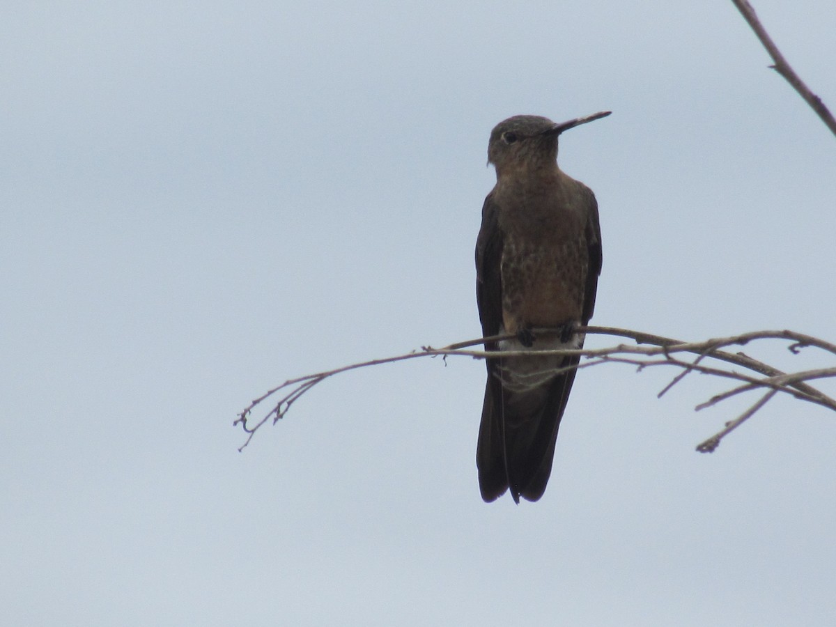 Giant Hummingbird - ML116867171