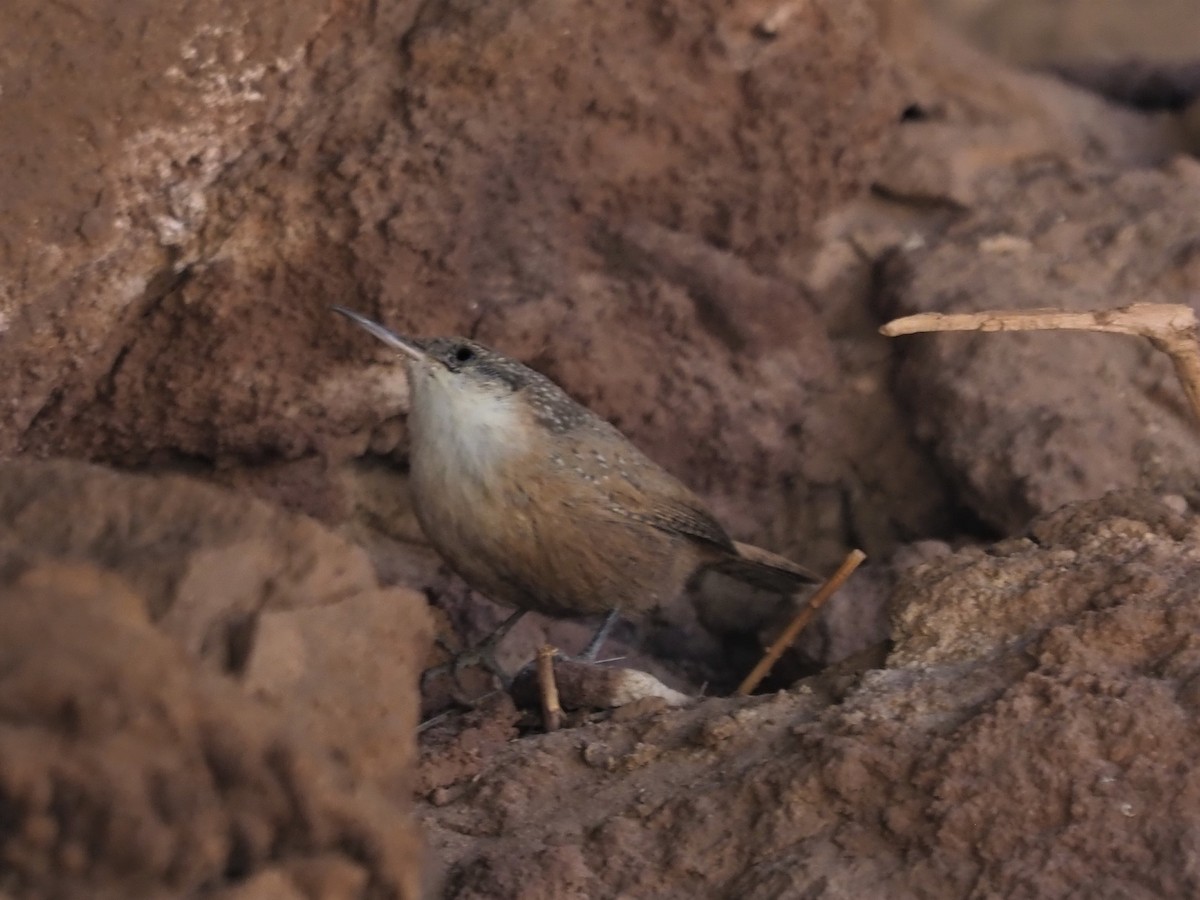 Canyon Wren - ML116867391