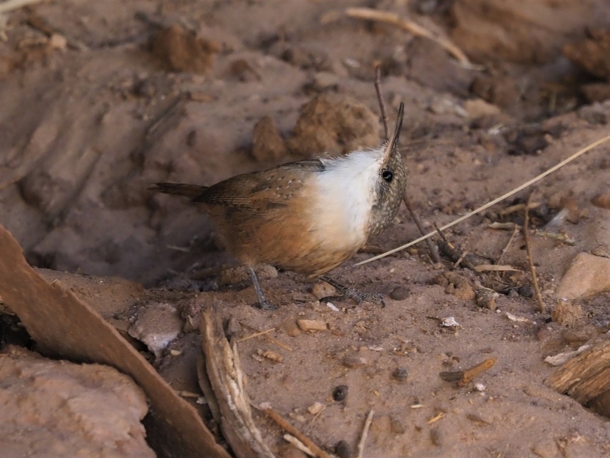 Canyon Wren - ML116867401