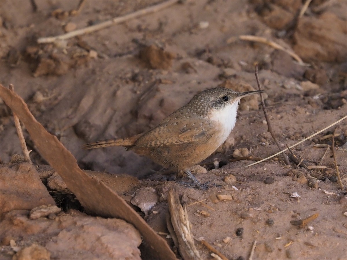 Canyon Wren - ML116867411