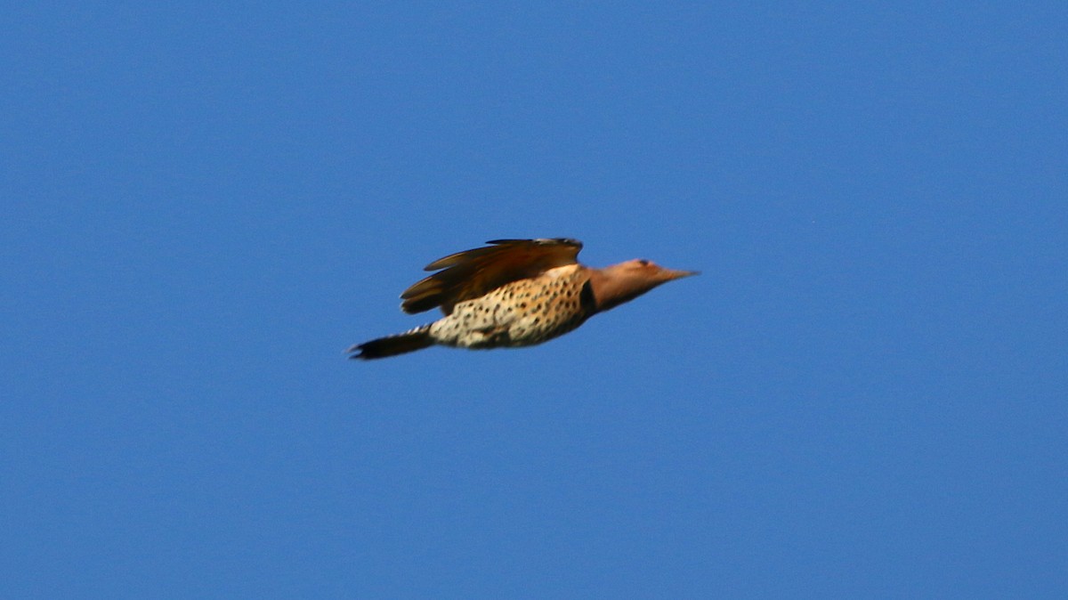 Northern Flicker - ML116867641