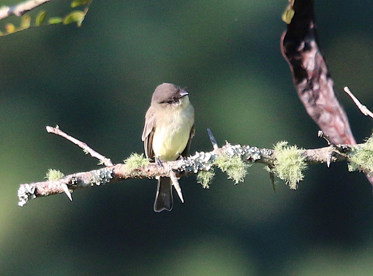 Eastern Phoebe - ML116867741