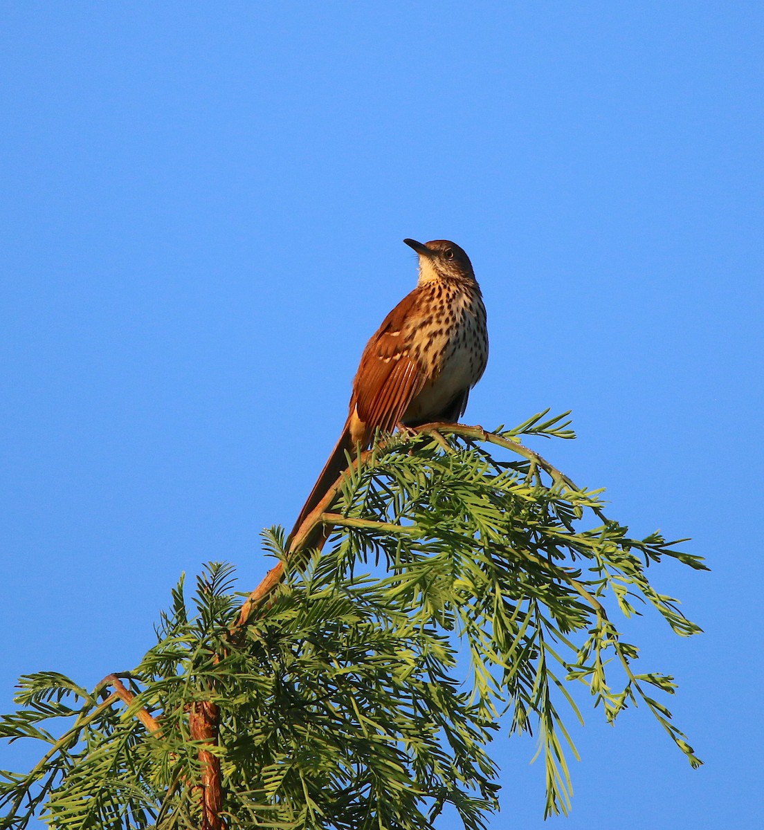 Brown Thrasher - ML116867861