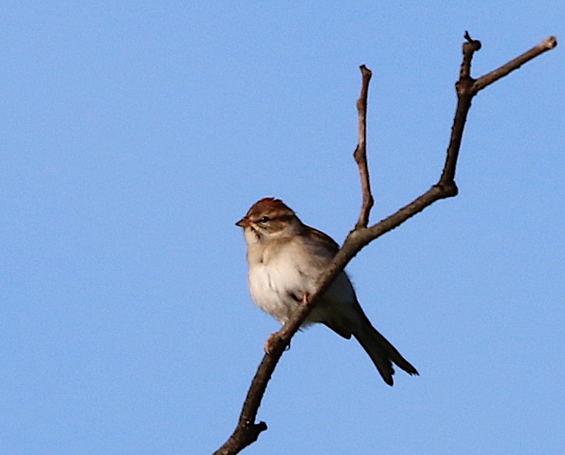 Chipping Sparrow - ML116868051