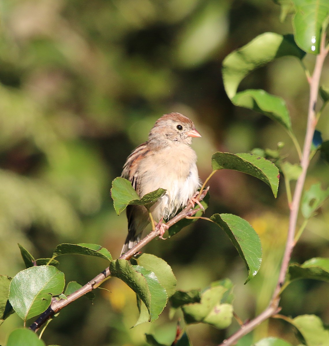 Field Sparrow - ML116868131