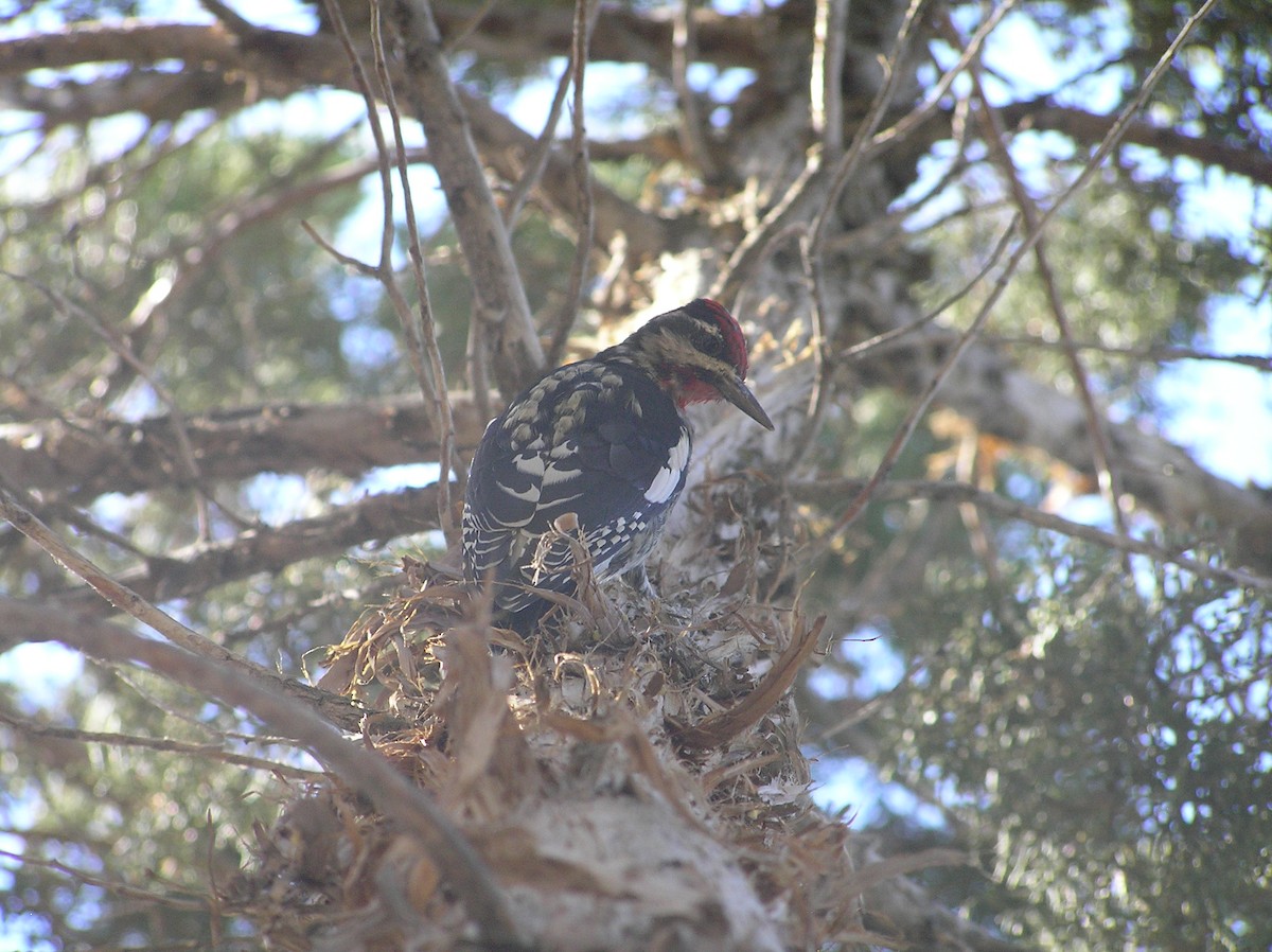 Red-naped Sapsucker - ML116868391