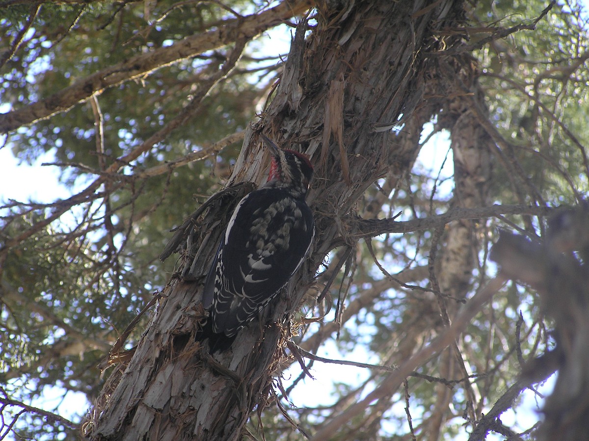 Red-naped Sapsucker - ML116868401