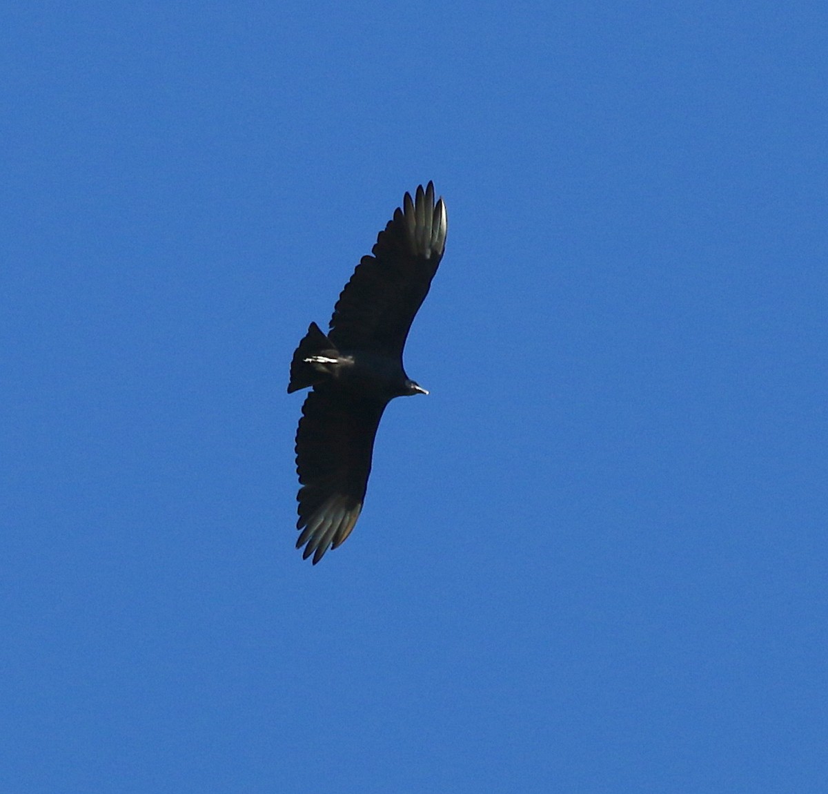 Black Vulture - ML116869141