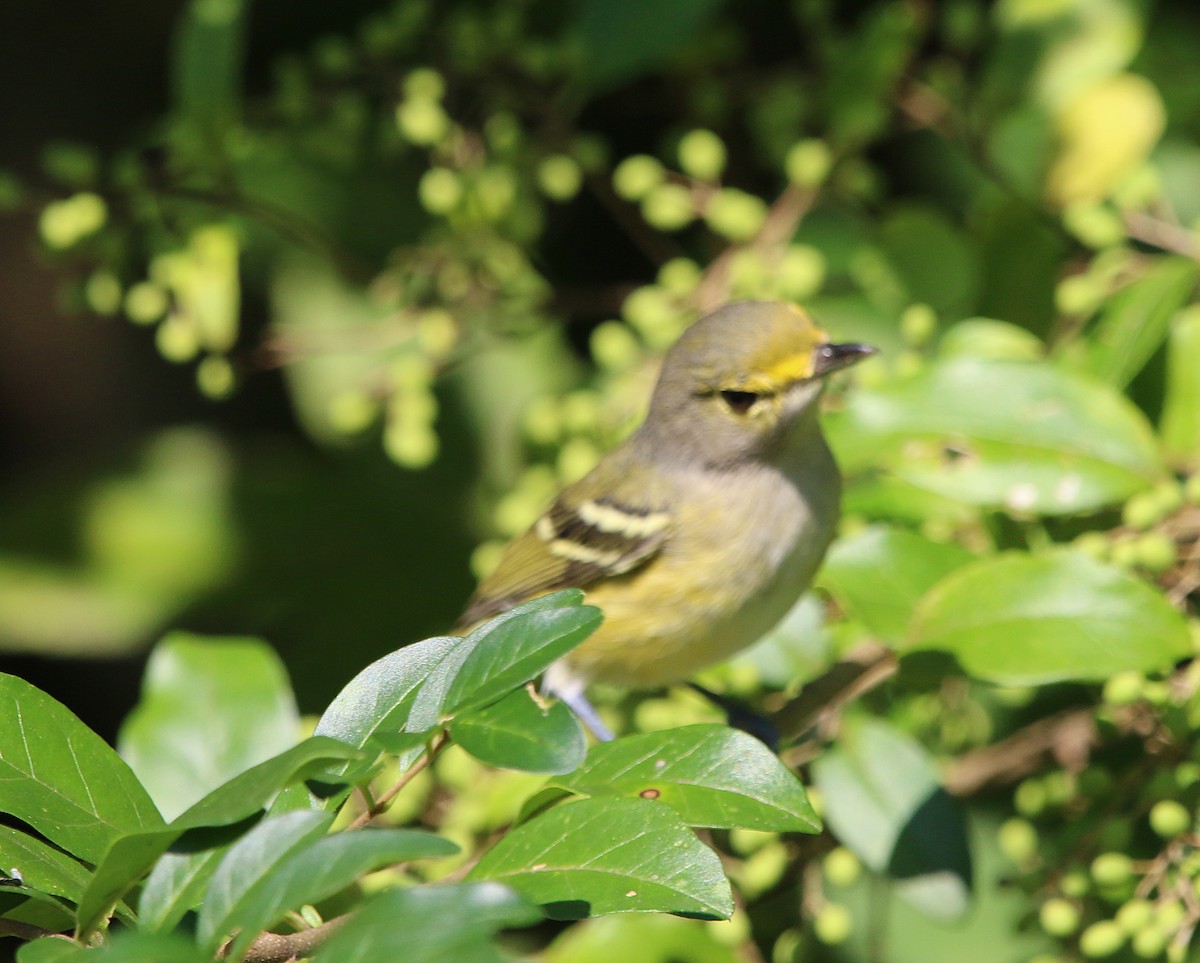 White-eyed Vireo - ML116869661