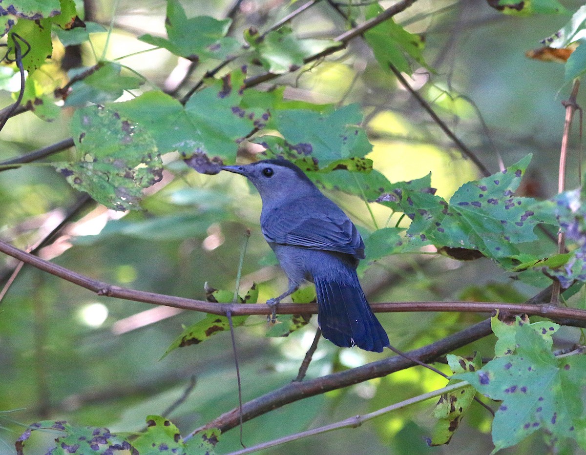 Gray Catbird - ML116869821