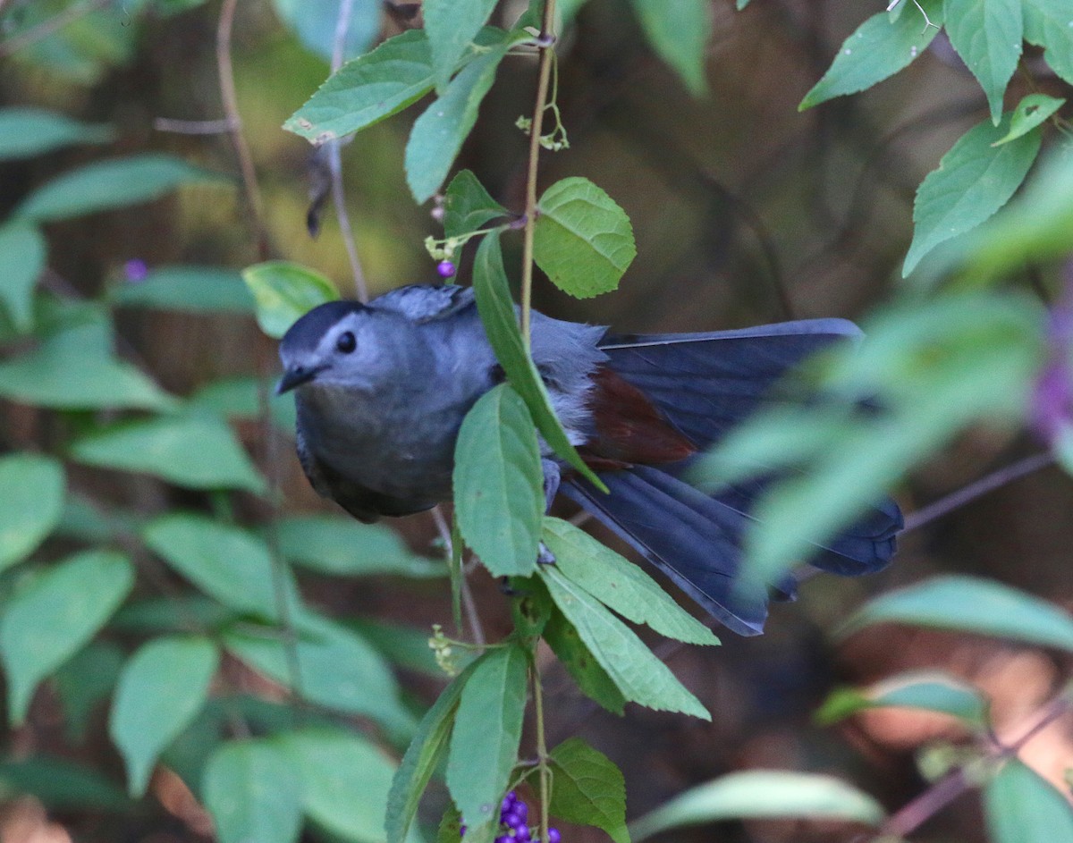 Gray Catbird - ML116869831