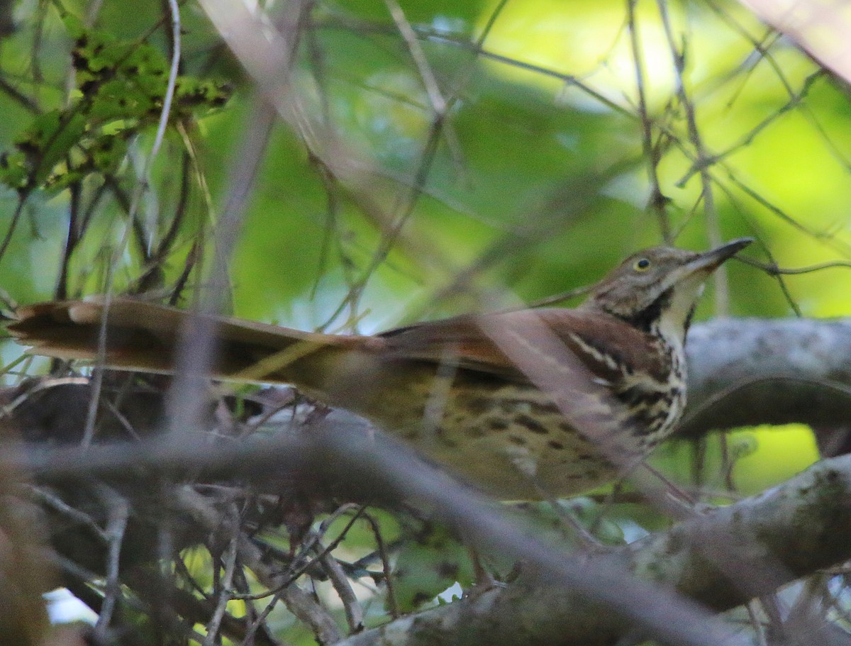 Brown Thrasher - ML116869881