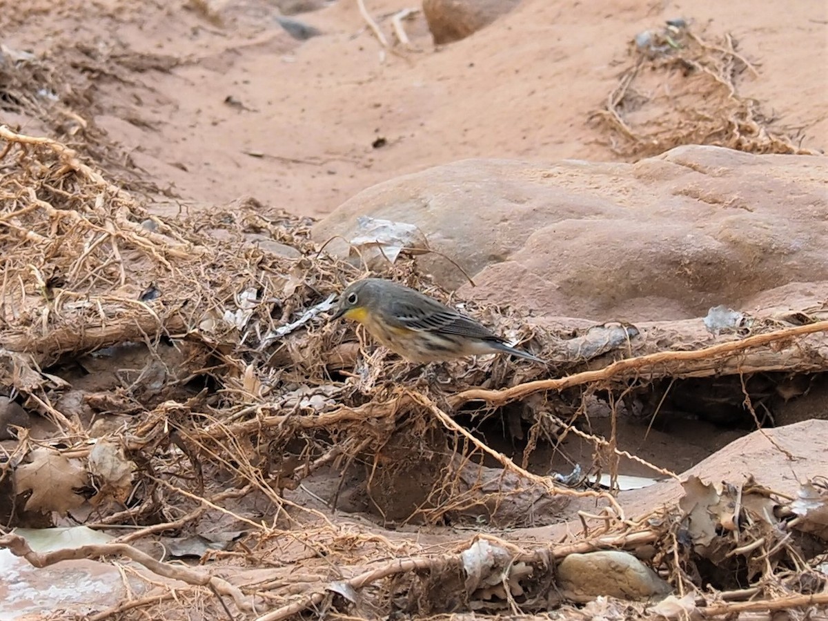 Yellow-rumped Warbler - ML116870071