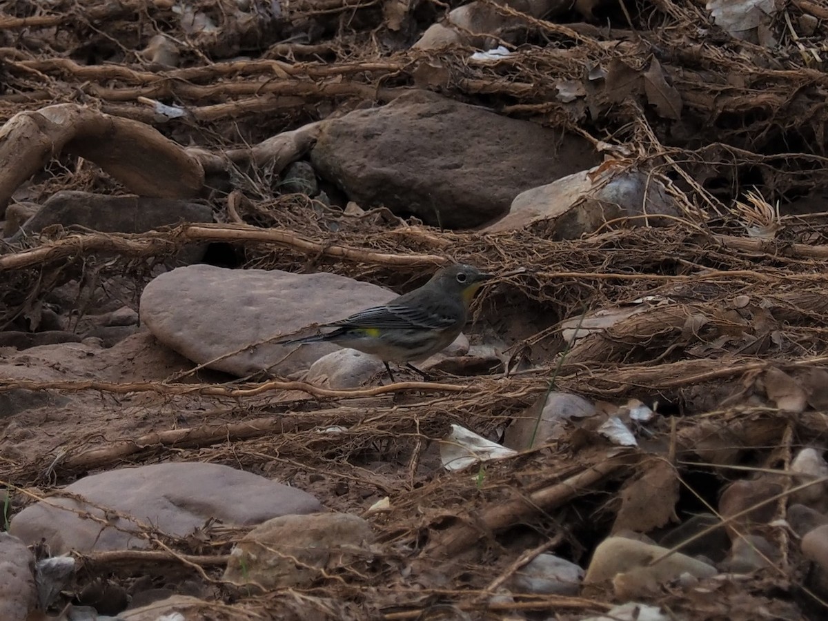 Yellow-rumped Warbler - ML116870091