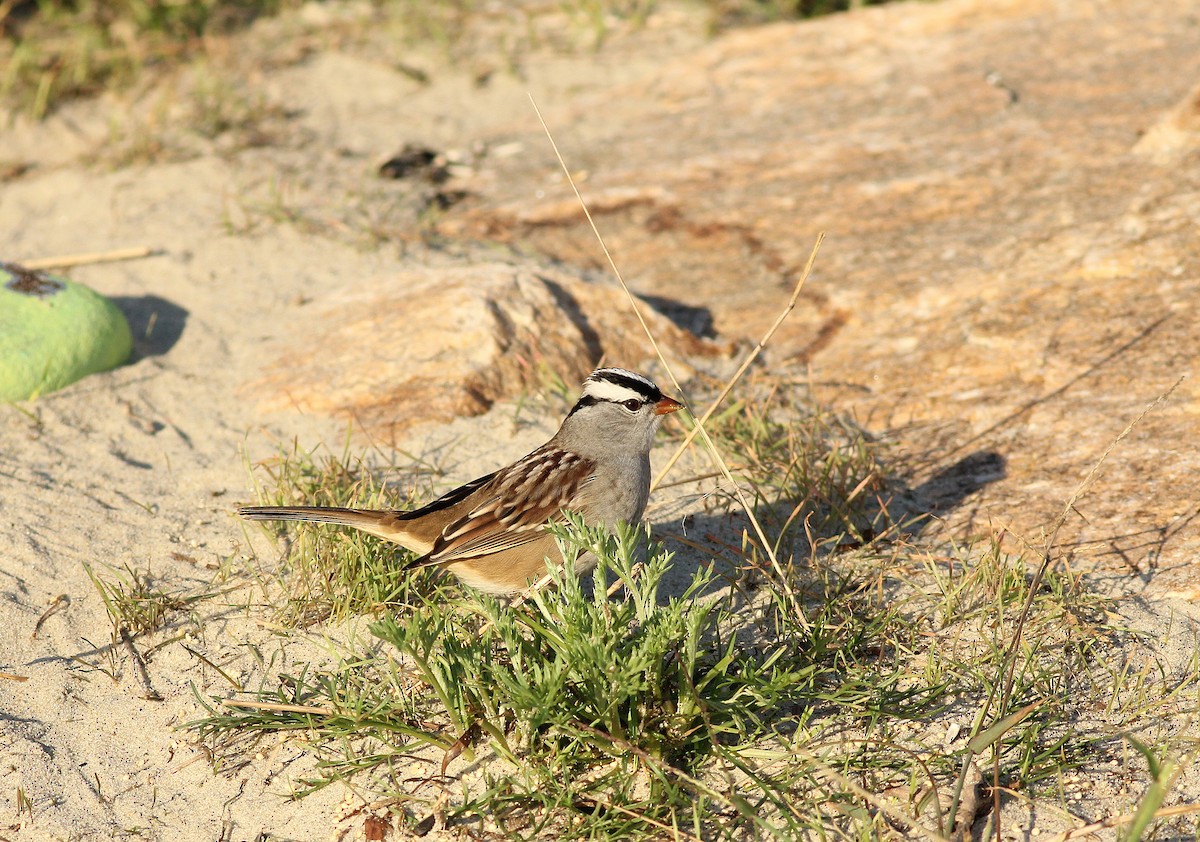 Bruant à couronne blanche (leucophrys/oriantha) - ML116870971