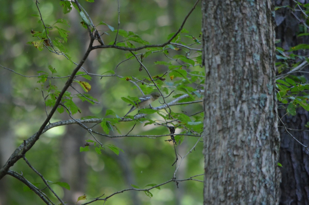 Bay-breasted Warbler - ML116871111