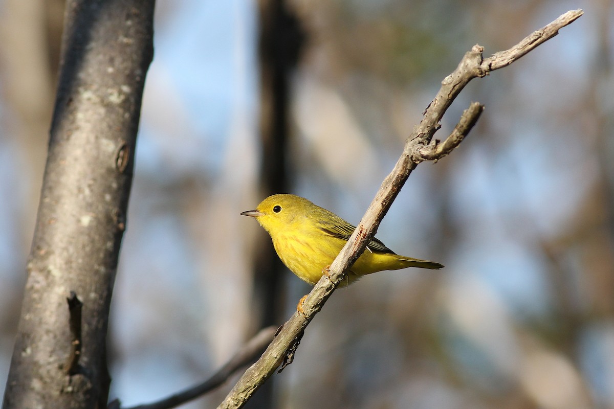 Yellow Warbler (Northern) - Matthew Eckerson