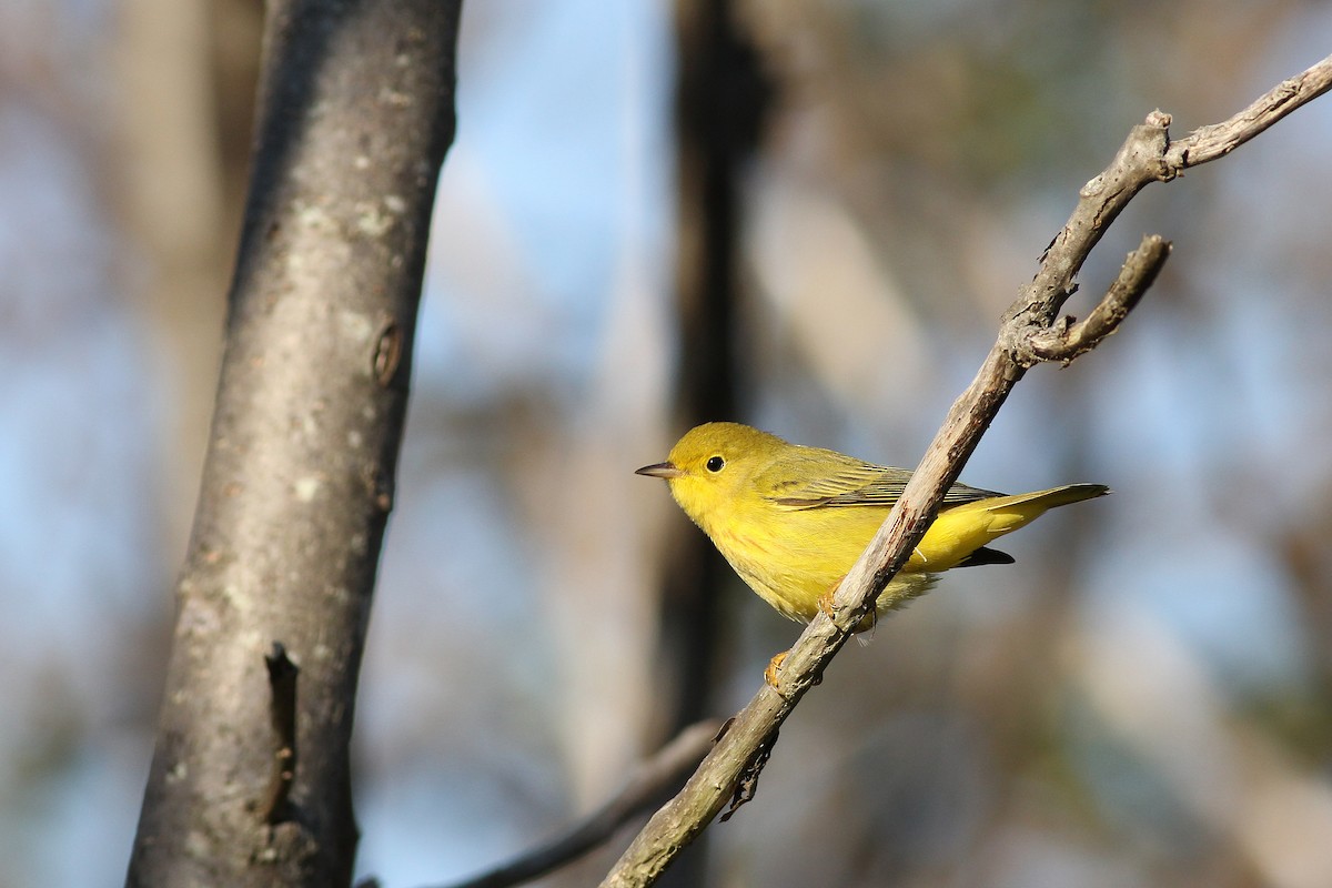 Yellow Warbler (Northern) - Matthew Eckerson