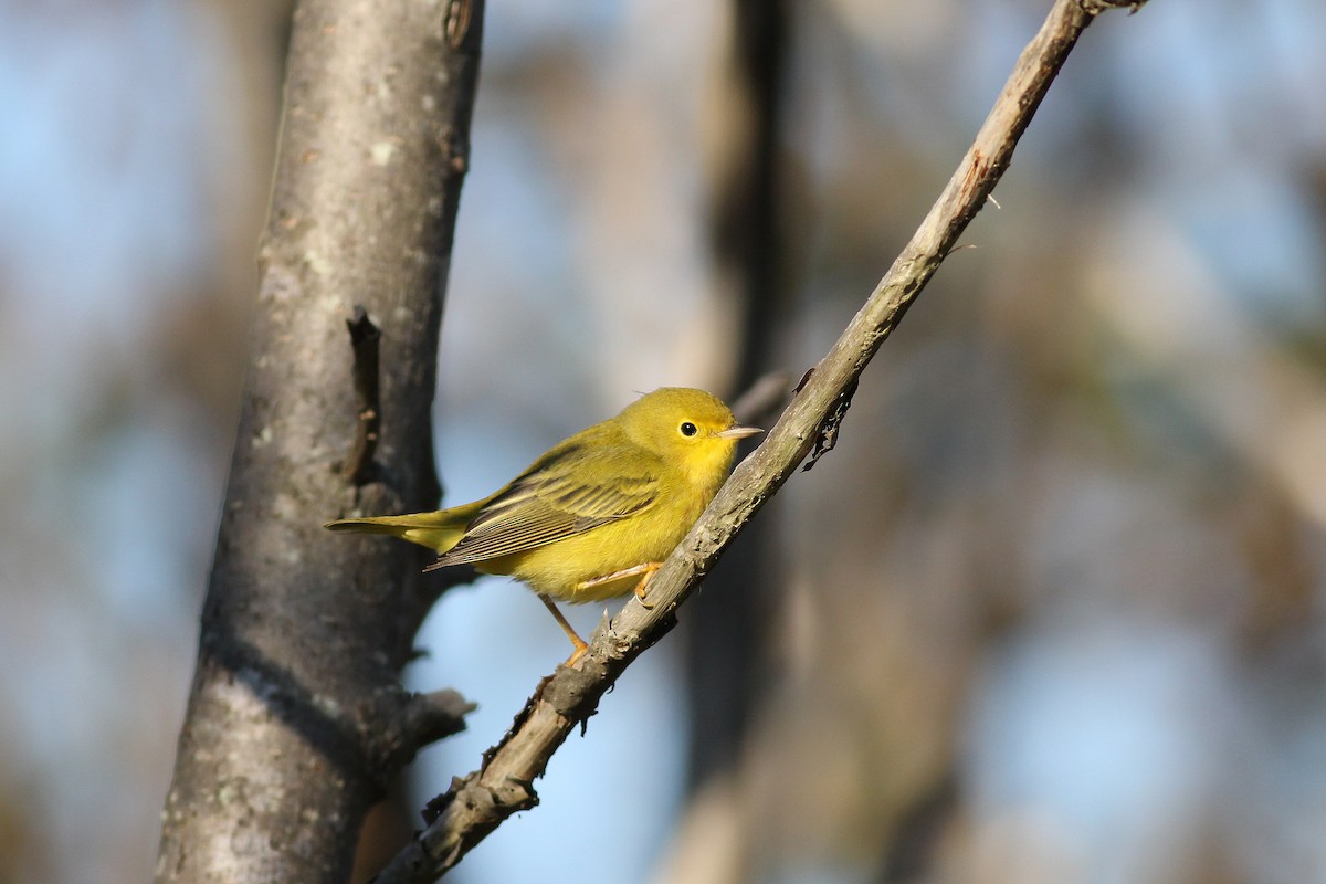 Yellow Warbler (Northern) - Matthew Eckerson