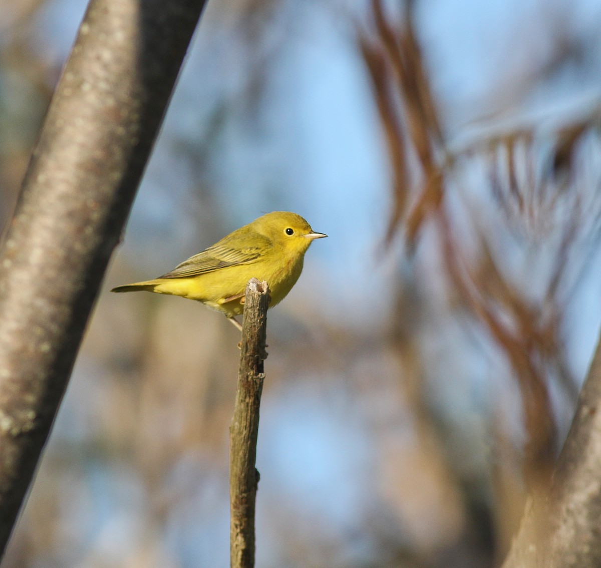 Yellow Warbler (Northern) - Matthew Eckerson