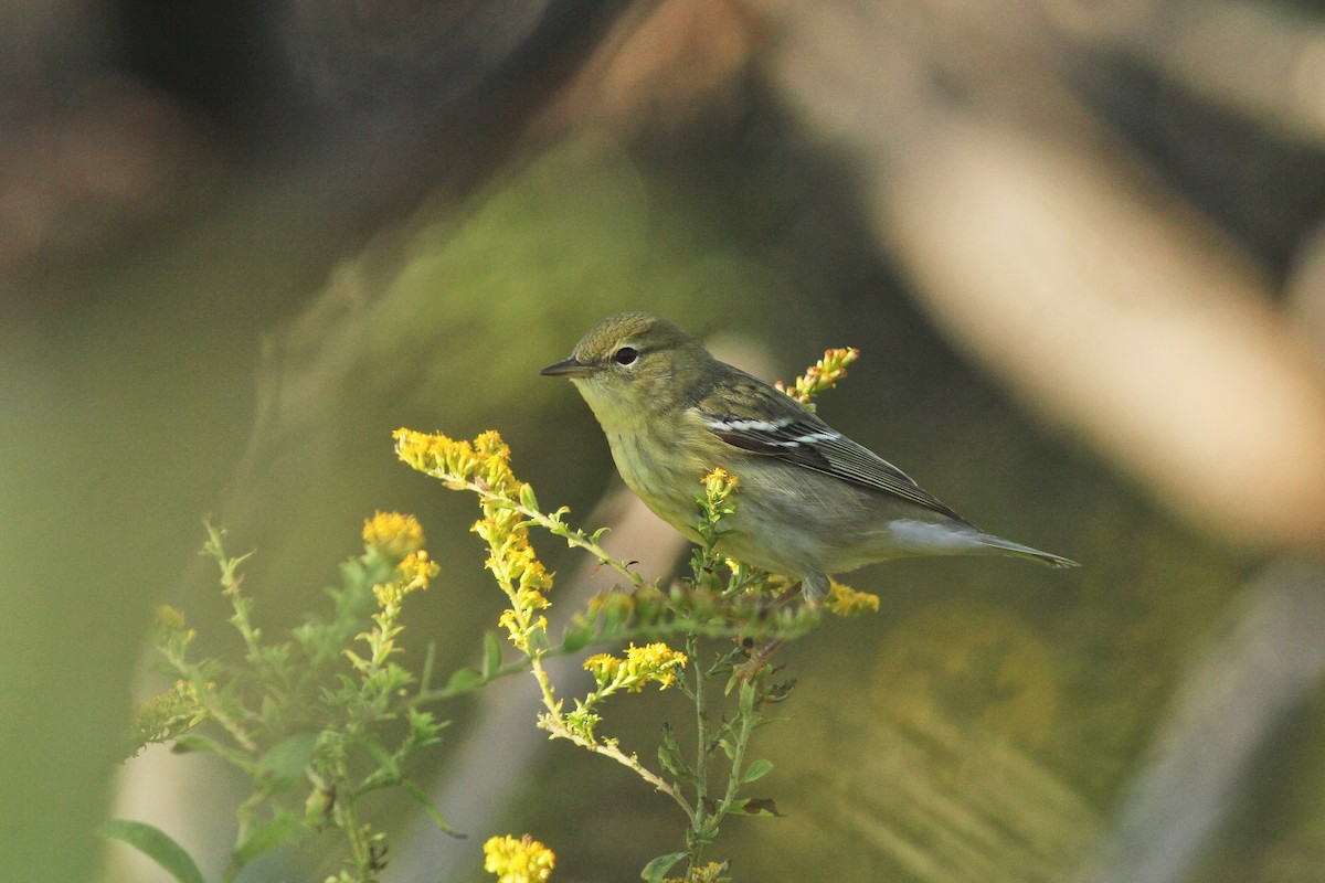 Blackpoll Warbler - ML116871231